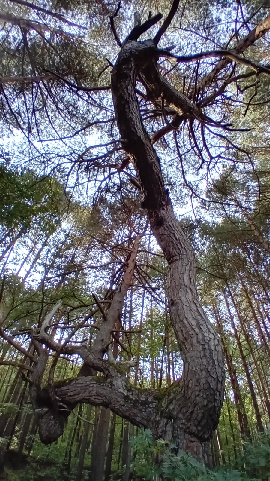 Pino Ye-Ye - Placios de la Sierra