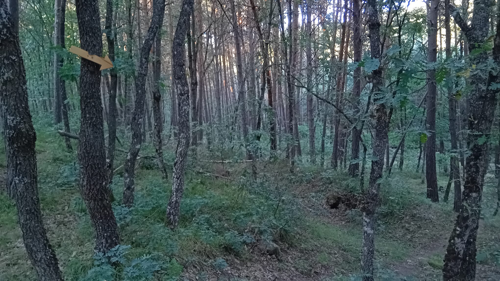 Pino Ye-Ye - Placios de la Sierra