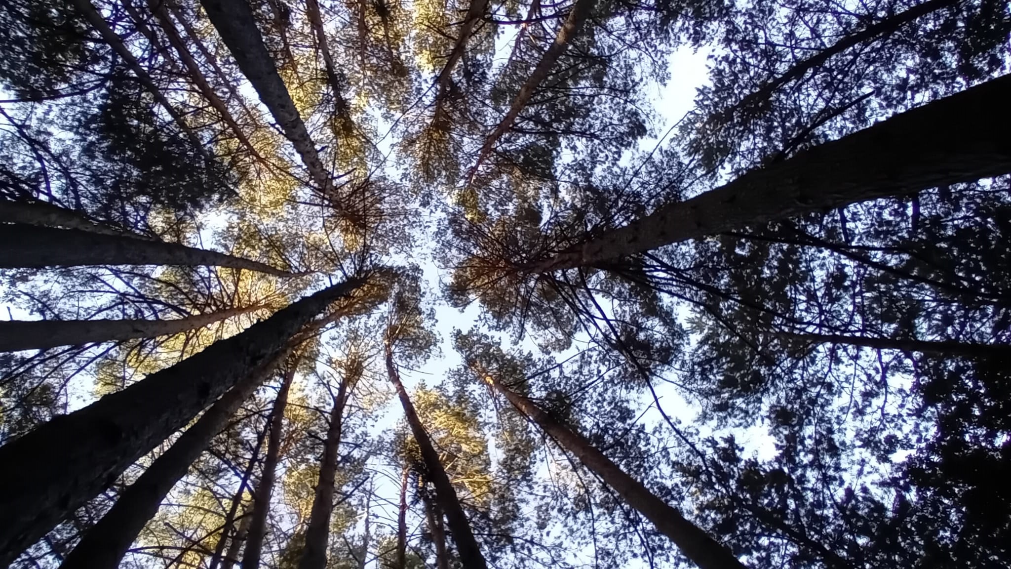 Copas pinos - Placios de la Sierra