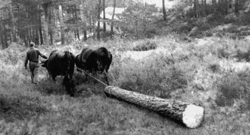 Imagen de Palacios de la Sierra